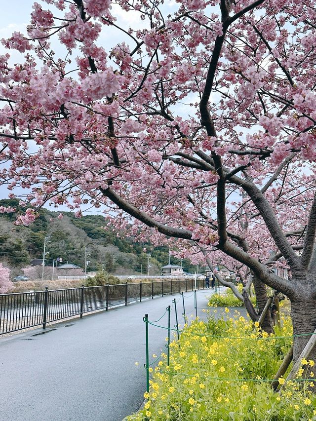 伊豆🇯🇵河津櫻· 最早的櫻花！🌸千萬不能錯過！