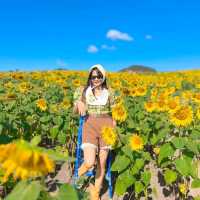 ทุ่งทานตะวันเขาใหญ่ บานสะพรั่งรับลมหนาว🌻