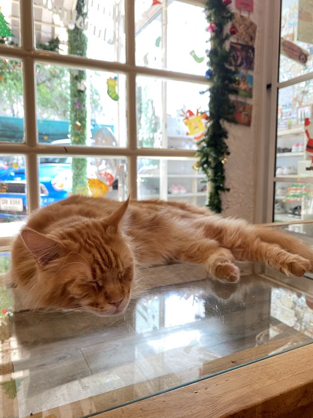 曼谷貓cafe 