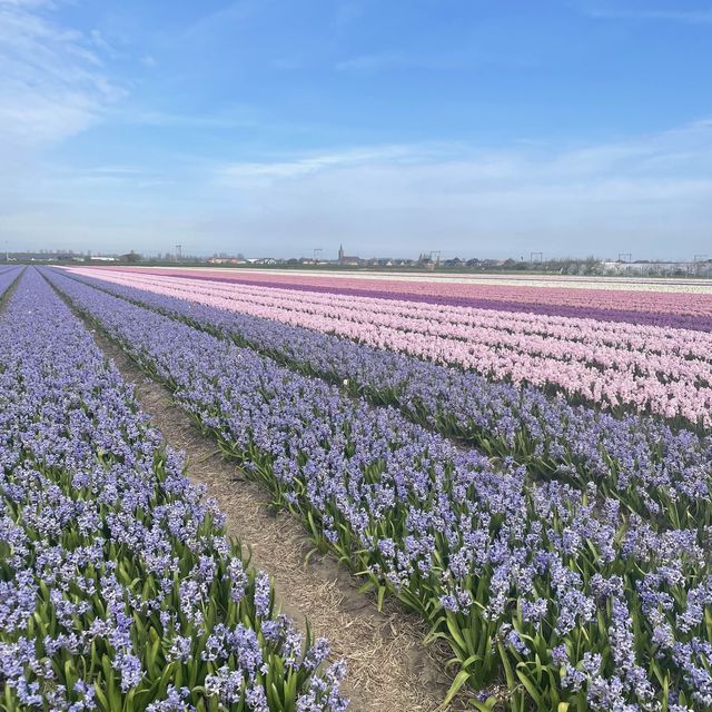 Spring with a sea of tulips