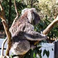 Close-up with Koalas at Healesville Wildlife 