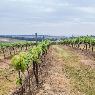 Sip wine & admire views at Hunter Valley