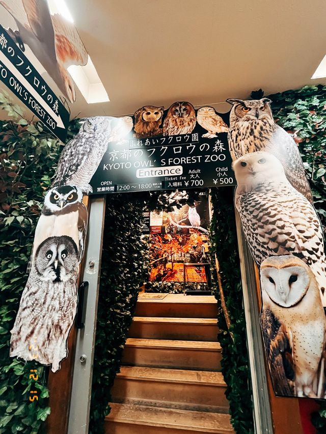 🇯🇵日本京都的貓頭鷹森林👣貓頭鷹迷一定不要錯過呀☺️