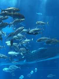 ✨ 全亞洲最大的「美麗海水族館」✨