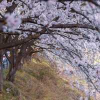 Bugang Blossoms (부강 벚꽃축제)