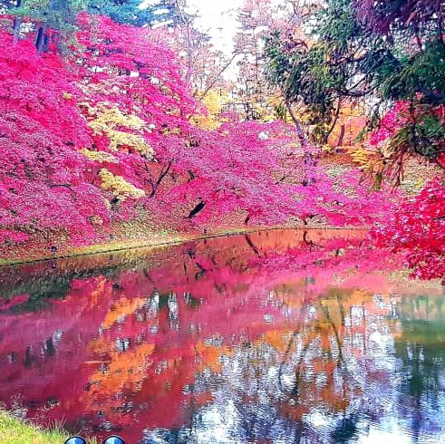 Hirosaki park on Nov2023