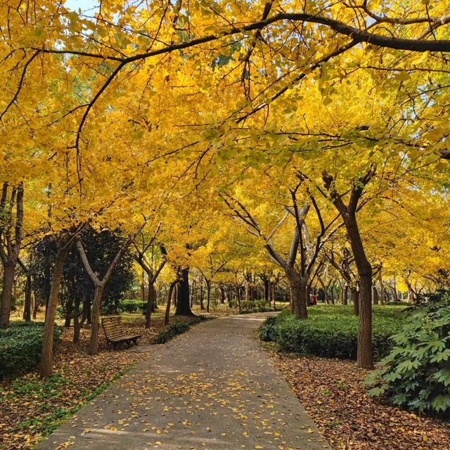 公園逍遙樂😌人民公園