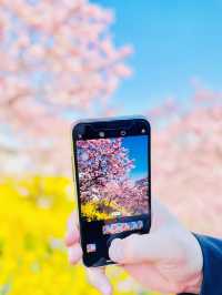 【絶景】菜の花×河津桜のコントラストが美しい🌸まつだ桜まつり