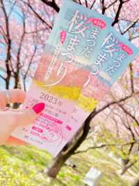 【絶景】菜の花×河津桜のコントラストが美しい🌸まつだ桜まつり