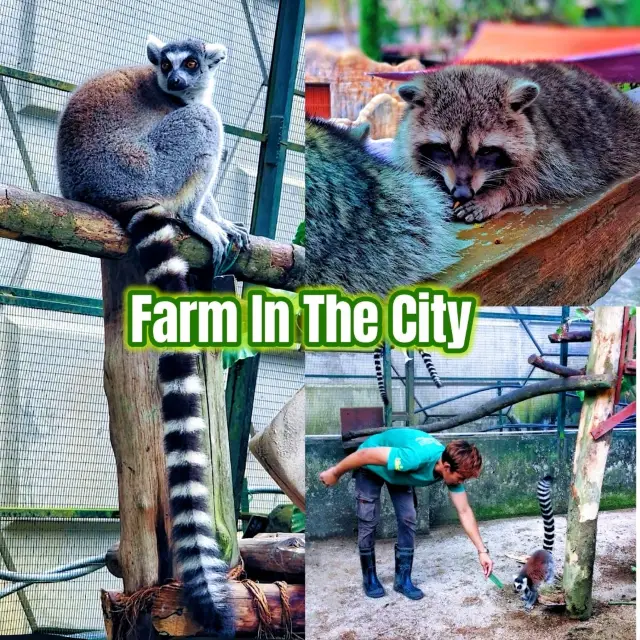 Marvelous Petting Zoo in the city!