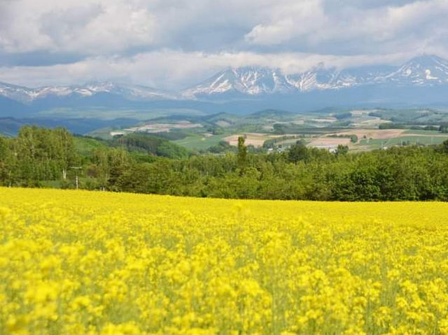 Patchwork Road (Biei) 