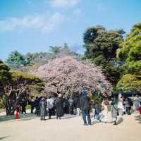 【東京】都内でお花見するなら「新宿御苑」へGo🚶‍♀️