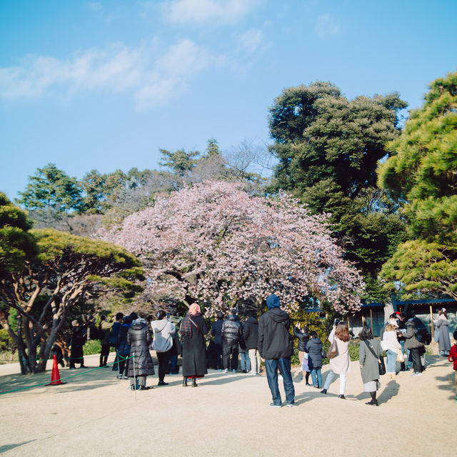 【東京】都内でお花見するなら「新宿御苑」へGo🚶‍♀️