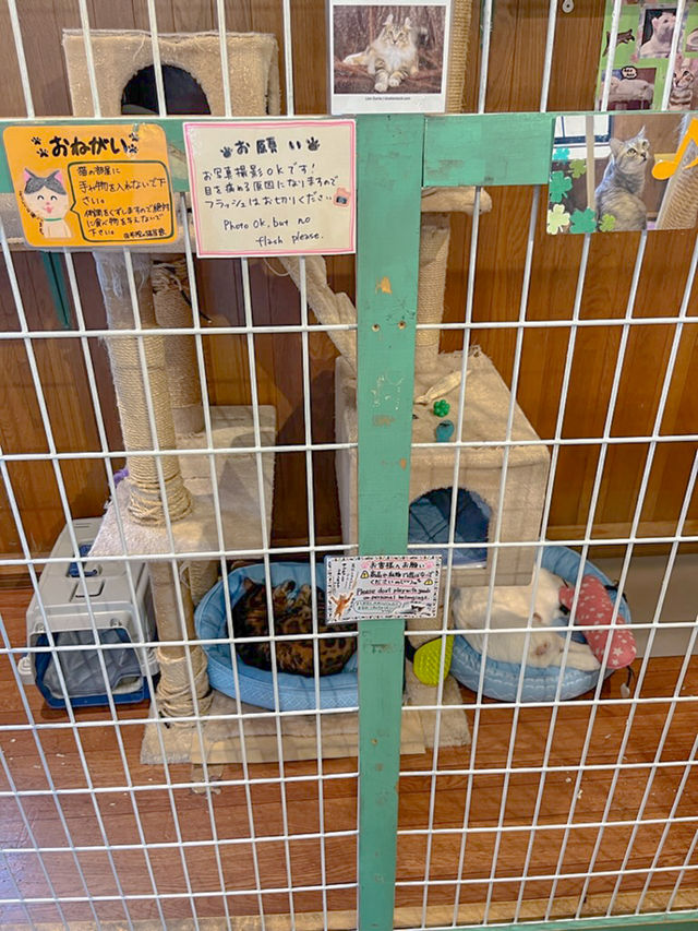 유후인에서만 만날 수 있는 특별한 고양이 상점🐈🐈‍⬛