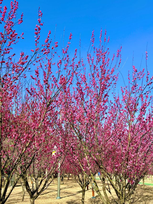 아름다운 홍매화 꽃들을 볼 수 있는 구례 공원🌸💗