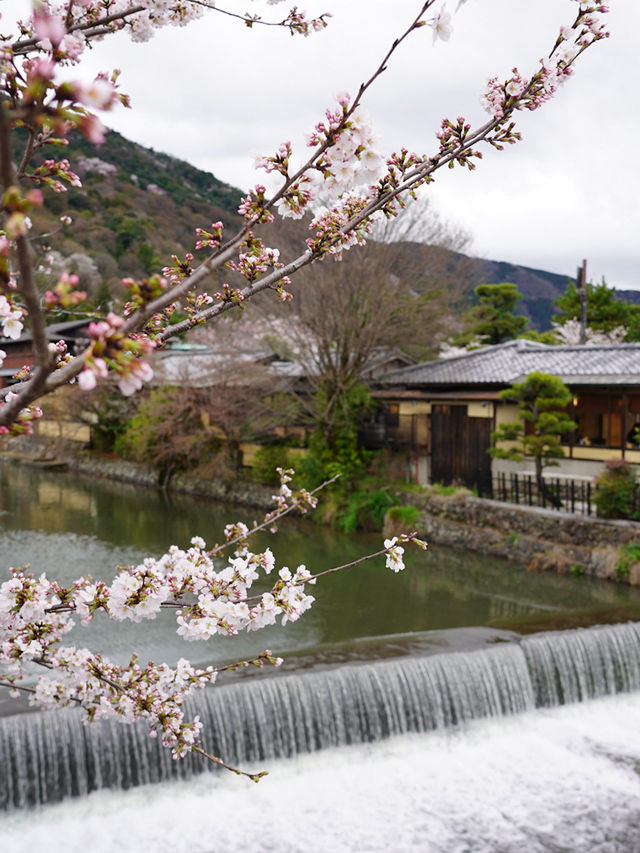 6 Places to Catch Cherry Blossom in Kyoto!