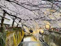 Sakura Season in Tokyo