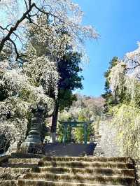 【妙義神社/群馬県】しだれ桜のアーチをくぐろう！