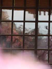 可愛いが詰まってる🎀ピンクのリボン×河津桜の桜神宮