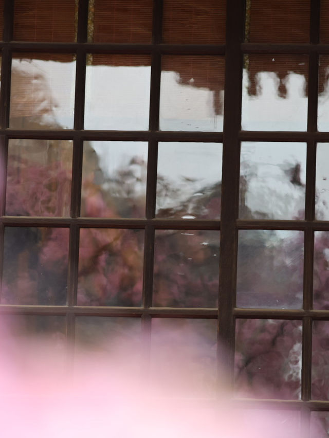 可愛いが詰まってる🎀ピンクのリボン×河津桜の桜神宮