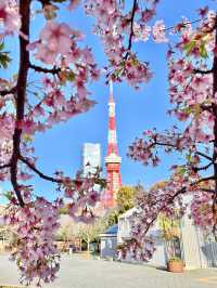 【芝公園／東京都】カンザクラ×東京タワー