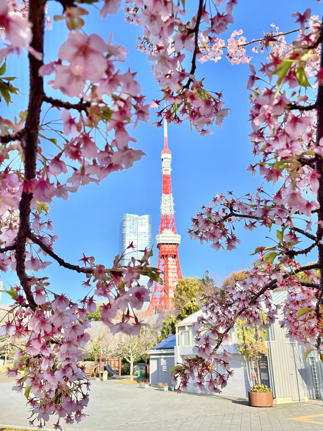 【芝公園／東京都】カンザクラ×東京タワー