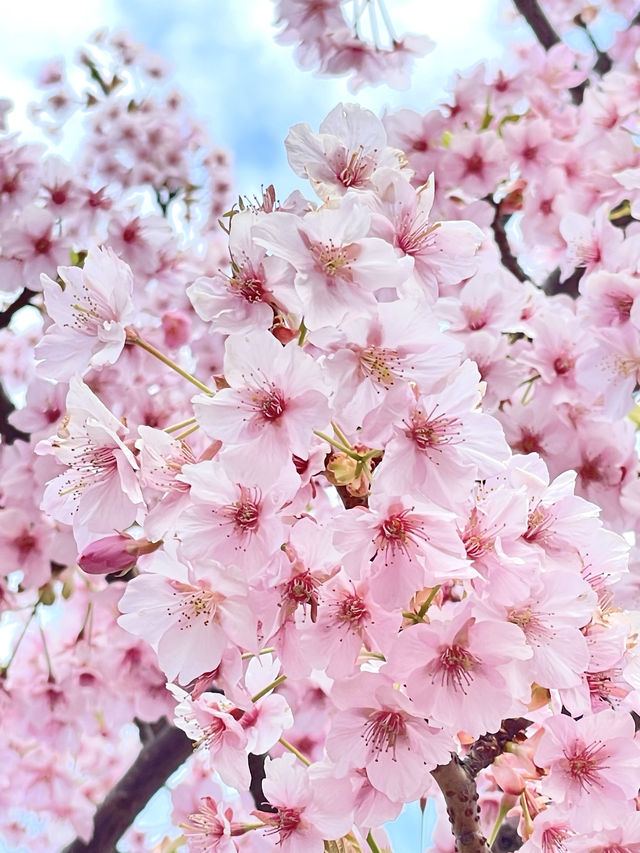 【芝公園／東京都】カンザクラ×東京タワー