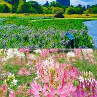 【臺北景點】古亭河濱公園花海，最佳休閒好去處