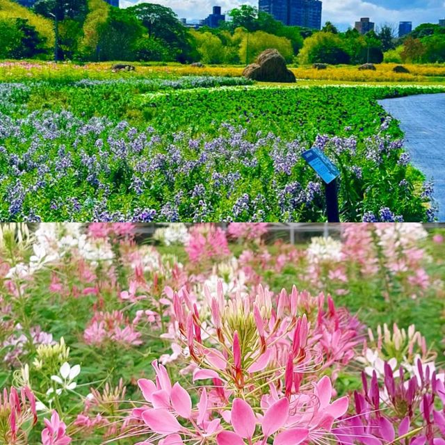 【臺北景點】古亭河濱公園花海，最佳休閒好去處