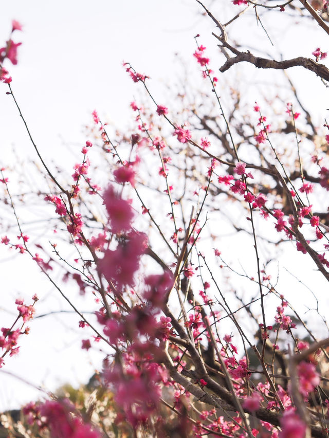 梅の花が魅力　熱海梅園まつり🌸　