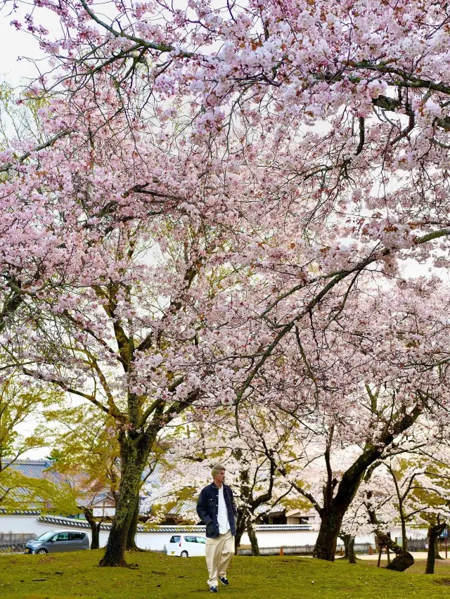 Nara during Cherry Blossom Season