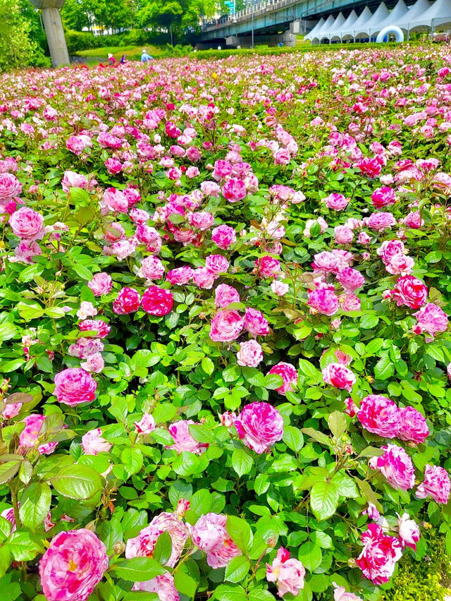 Jungnang Rose Park 