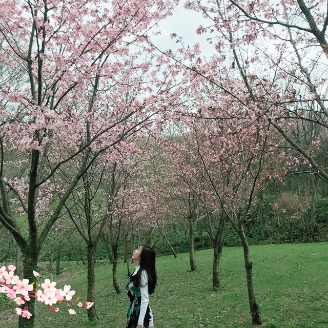 Chasing after cherry blossoms