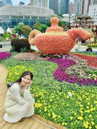 香港也有超美向日葵花海 香港花卉展覽2024