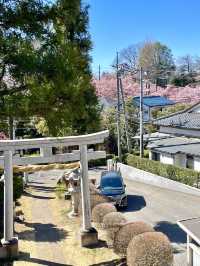 【九重神社/埼玉県】川口市指定の保存樹木「スダジイ」が圧巻！