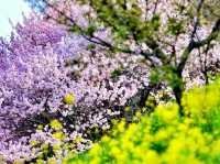 Harumeki-Sakura Cherry Blossoms