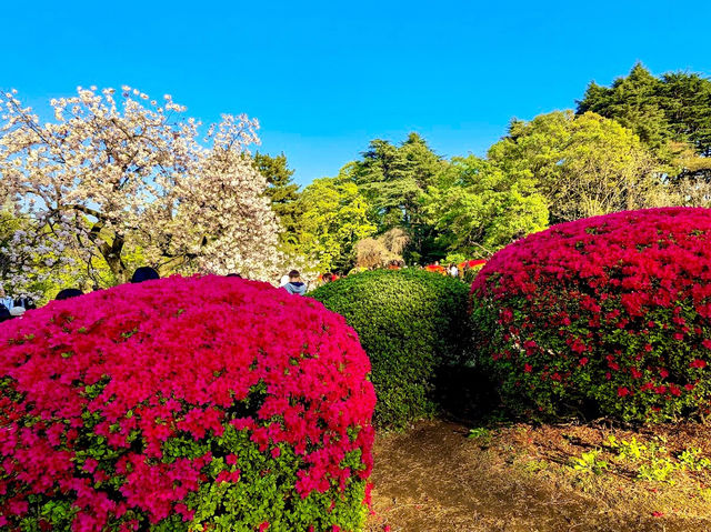 Shinjuku Gyoen Cherry Tree Area