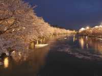 弘前公園2024年櫻花祭，青森必遊景點