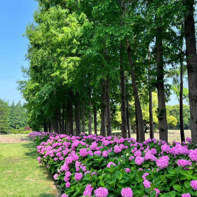 【臺北景點】花博公園繡球花海，洗滌身心疲憊