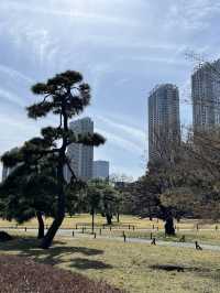 【菜の花畑が見頃★】浜離宮恩賜庭園