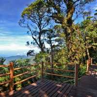 Mossy Forest @Cameron Highland, Malaysia