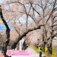 Yeouido Hangang Park in South Korea