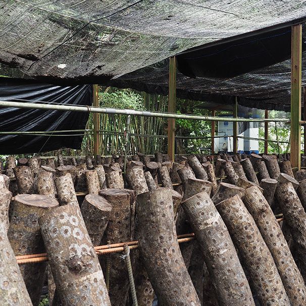 新竹鹿寮坑段木香菇農場 鮮採有機香菇 黑木耳種植DIY