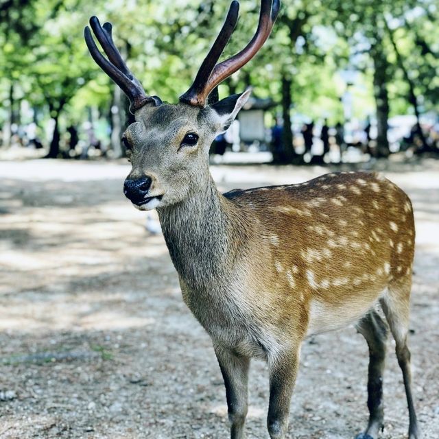 사슴 보러 나라사슴공원으로~🦌