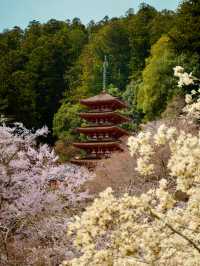 Sakura in Osaka - Nara