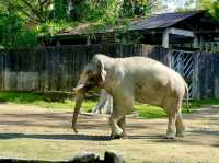 Taiping Zoo & Night Safari