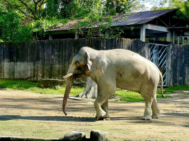 Taiping Zoo & Night Safari