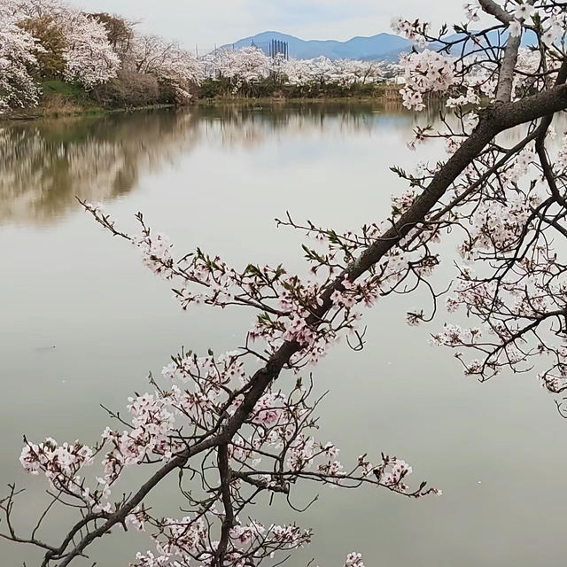 「夢幻櫻花仙境～名花之鄉」