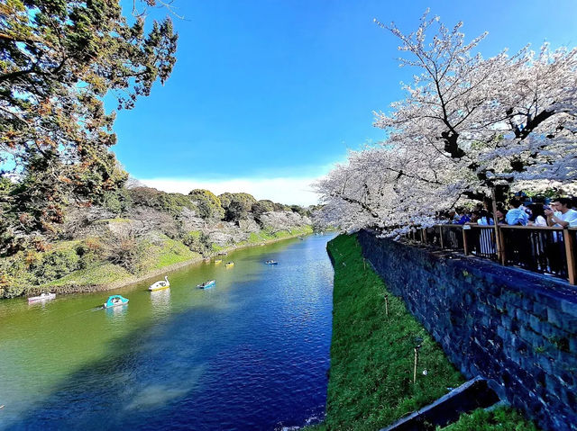 【東京】🌸千鳥淵櫻花🌸盛開，限時春季體驗