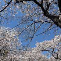 🌸 진해군항제 로망스 다리에서의 벚꽃 감상 🌸